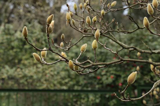一般是木兰科玉兰属(yulania)植物的总称,古时以其花苞入药而通称为"