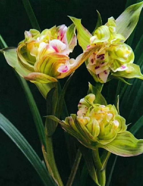 包邮四川名品品兰花苗盆景春剑盖世牡丹浓香花卉