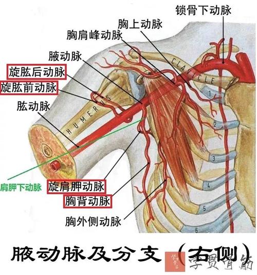 ①旋脉前动脉    ②旋肱后动脉: 伴腋神经, 经四边孔, 绕