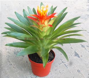 批发观赏凤梨电脑宝贝花卉植物盆景小盆栽(75#)小凤梨