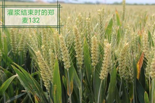 2019瑞驰农业"郑麦132"小麦品种观摩会诚邀您的莅临!