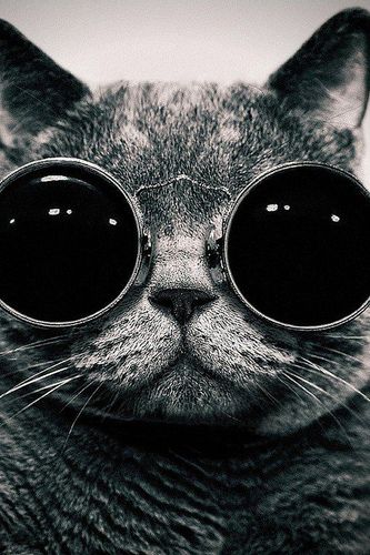 【背景】酷酷的猫先生(原图尺寸:510x765px)