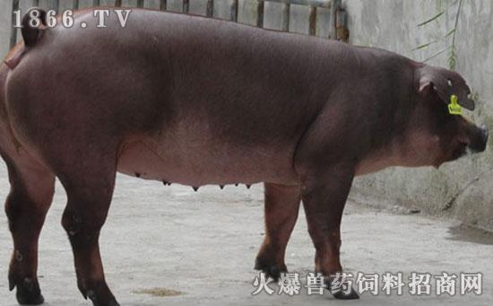 杜洛克母猪