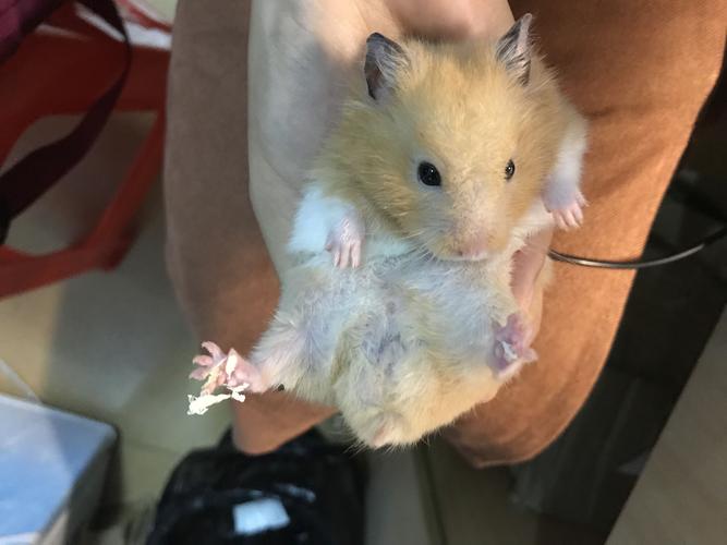 金丝熊好黏人呀,老是跑到主人身上玩,特别可爱!