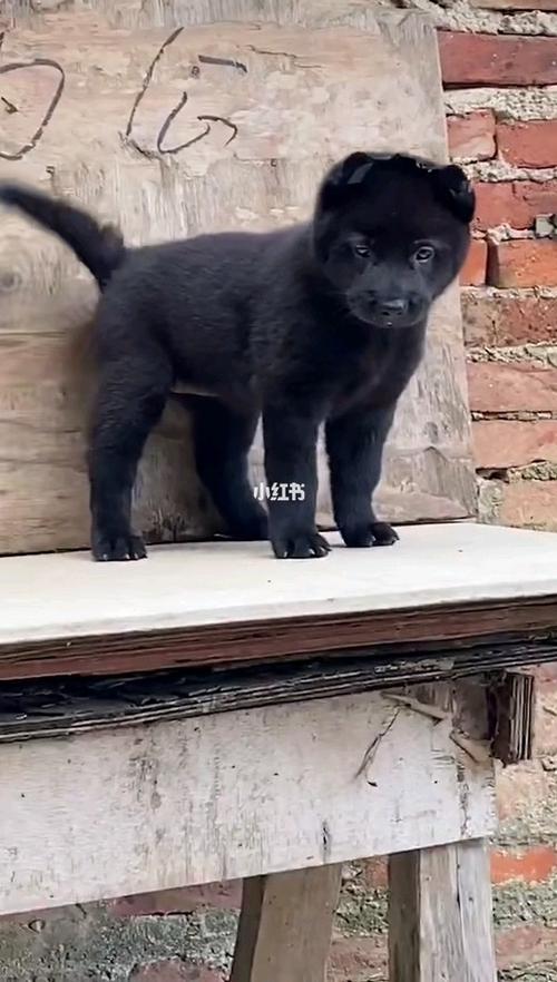 中华田园犬之广西土猎五黑犬_广西_宠物_狗