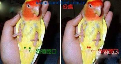 牡丹鹦鹉怎么区分公母