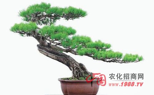 云松盆栽土隔3-4年应换一次,换土时间一般在2月末到4月初或9月至10月