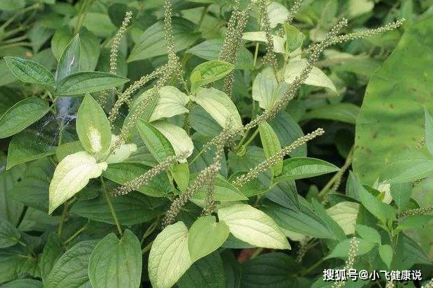 原创农村的一种野草被称解毒草可清热解毒祛风通络治疗牙痛