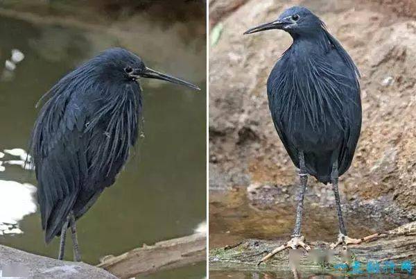 华丽琴鸟3.乌燕鸥2.帝企鹅1.