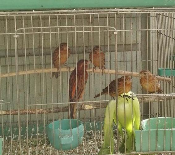 紫桂皮大公玉鸟