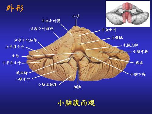 系统解剖学小脑.ppt