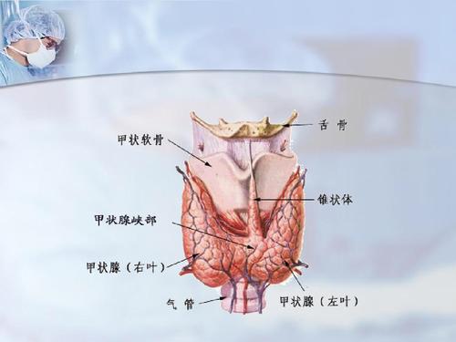 甲状腺解剖解构图病因:尚未完全阐明,一般认为和病毒感染有关.