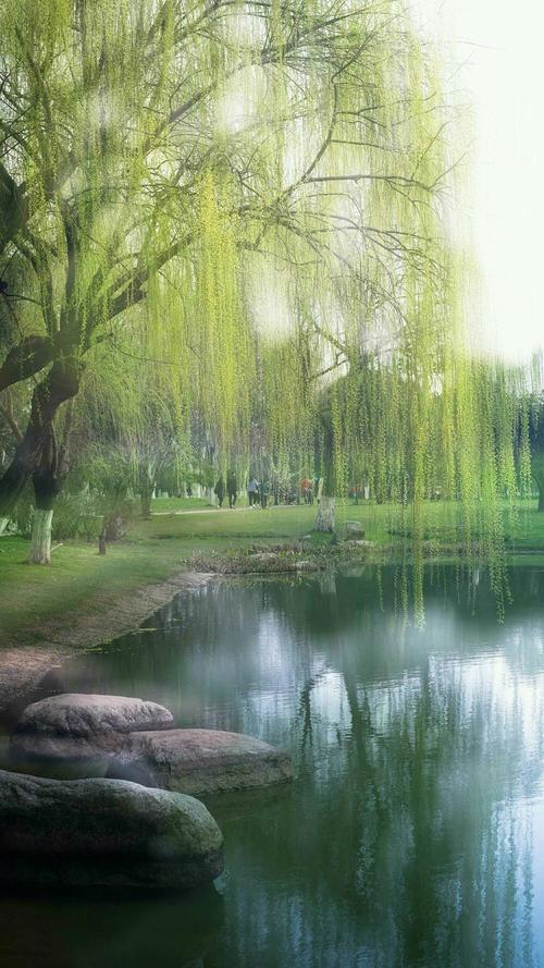 利用双重曝光来表现梅柳,也可用于拍摄其他花木