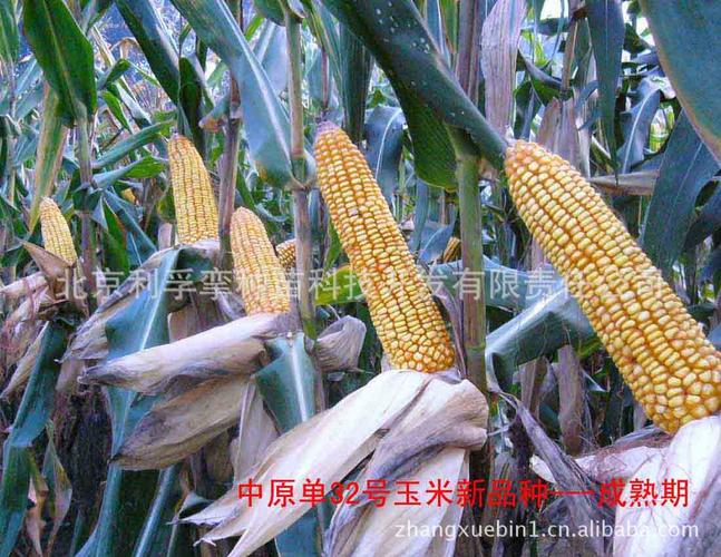 供应中原单32饲料专用玉米种子