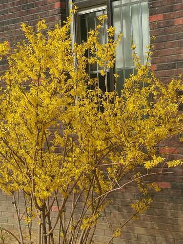 总爱猜想里面住着啥样的人,想起那句歌词:照花前后镜,花面交相映