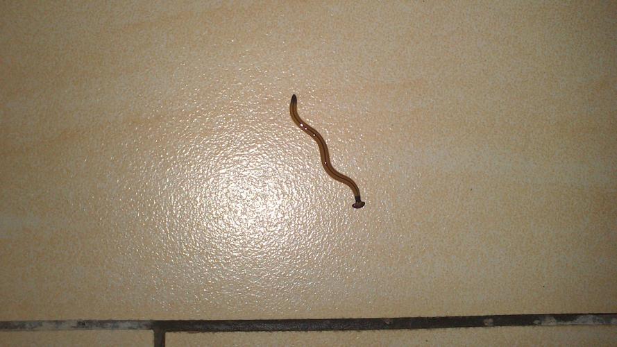 蛇还是蚯蚓?在家里花园发现的.