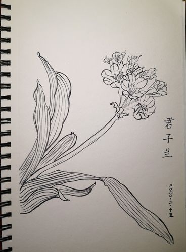 墨线勾描一簇君子兰