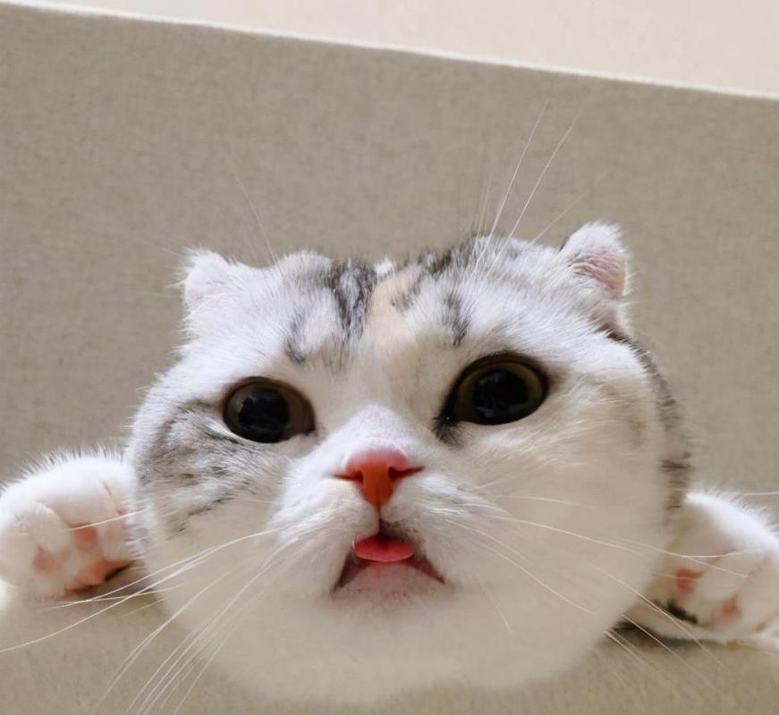 原创猫咪靠吐舌头卖萌?不!它可能在和你透露这些事