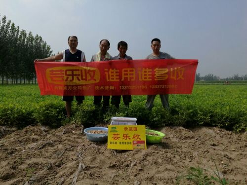 不怕比,比不怕,测了产量再说话! 芸乐收～(地膜花生测产)