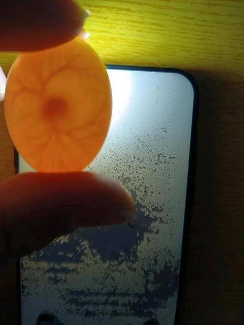 搜鸽分享 | 鸽友记录鸽蛋受精发育全过程_鸽子