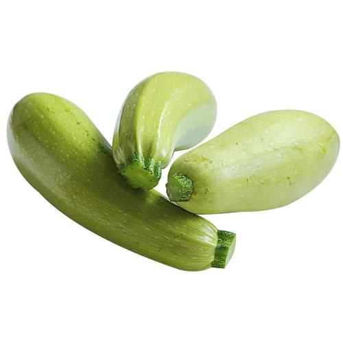 高原夏菜番瓜优质营养西葫芦无公害蔬菜供应现货量大从优