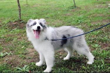 收一只蓝陨边牧,有的联系