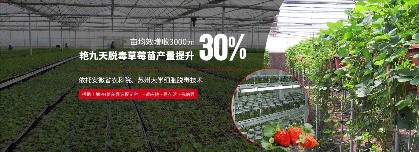 专注培育高品质脱毒草莓苗高标准育苗过程让草莓种植实现增产增收增效