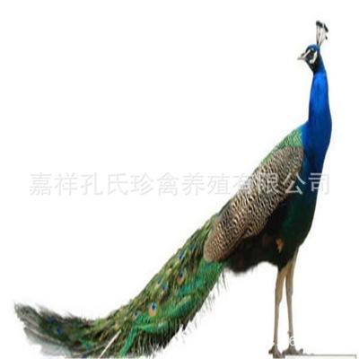 孔雀幼苗 蓝孔雀幼苗批发/采购 专业孔雀养殖场免费养殖技术