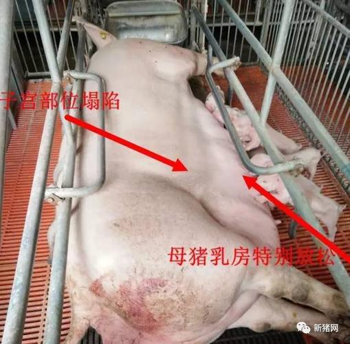 这几个判断母猪是否产完的方法,值得收藏!