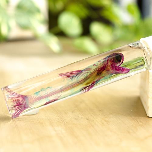 透明生物标本-蛇鲻 (60ml)
