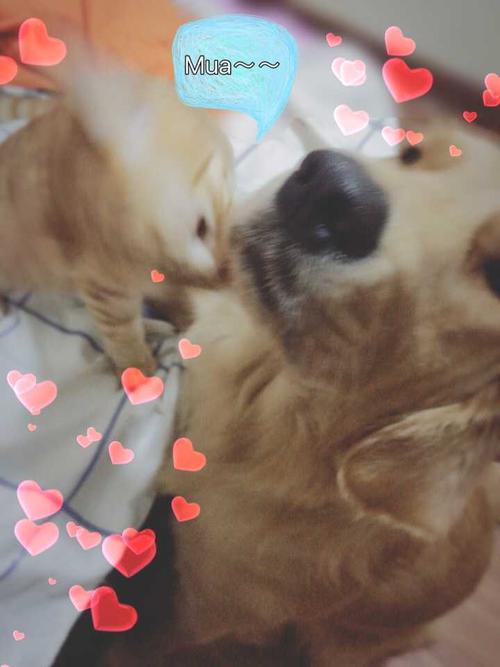 猫和狗可以一起养吗?为什么?