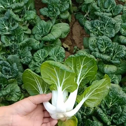 奶白菜种子小白菜青菜黑山青甜油菜春季四季易种蔬菜