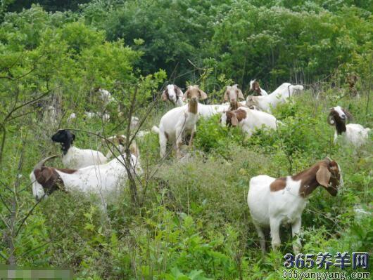 养殖羊图片 养殖羊图片大全