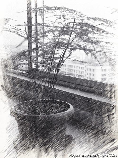 洒在翠绿的文竹上面,文竹似乎要在金黄的阳光中幻化成香烟升腾而去.