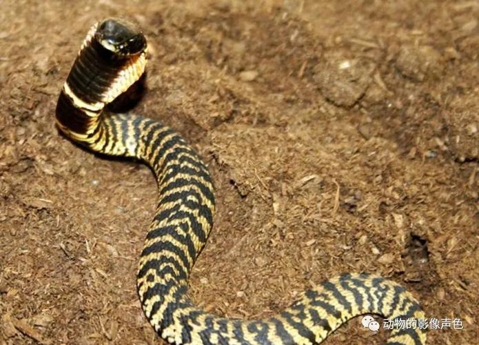 南非有一种射毒眼镜蛇,可以喷射毒液远程打击