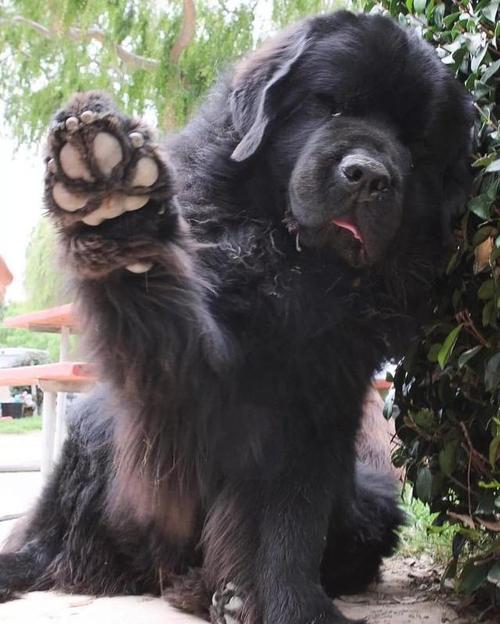 与145斤的巨型犬纽芬兰犬同居,孩子遛狗变成狗遛人