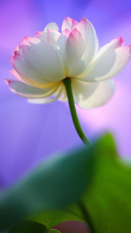 处暑时节之唯美意境荷花