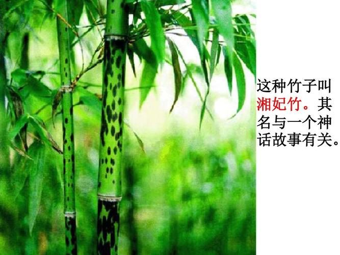 这种竹子叫 湘妃竹.其 名与一个神 话故事有关.