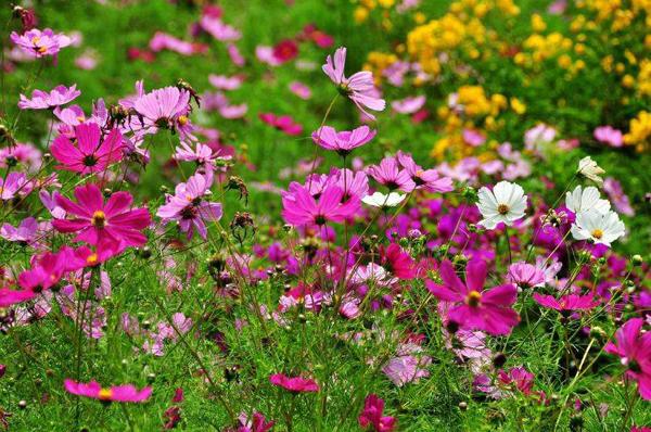 波斯菊的花语是什么波斯菊的寓意和象征