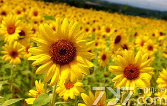 向日葵的花语是什么忠诚高傲和沉默的爱