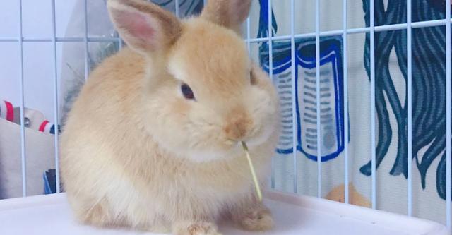 侏儒兔4个月尴尬期对比