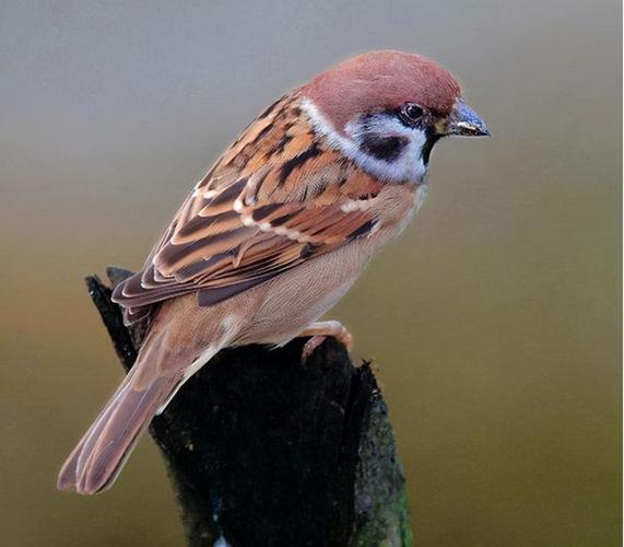 现在麻雀已经被列入国家保护动物,2000年8月,麻雀还被国家林业局组织