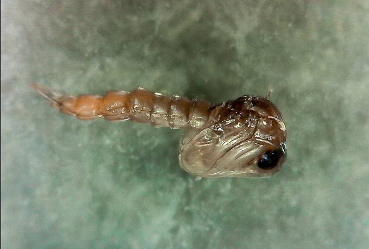朝蝇暮蚊寒冬腊月野外的蚊蝇为啥没被冻死奇怪的知识又增加了