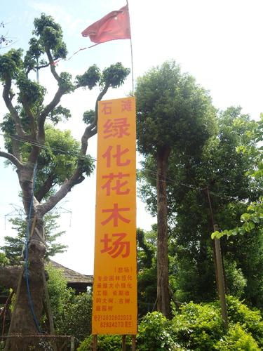 石滩绿化花木场