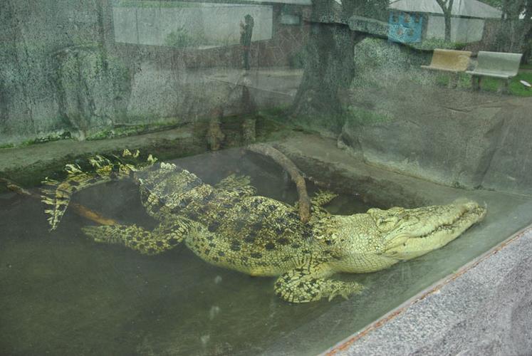 广州鳄鱼公园奇幻之旅