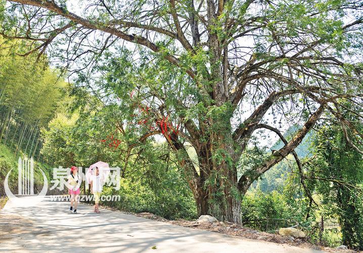 古树名木挂树牌 晋江源头成"博物馆"