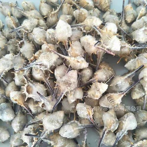 冷冻玫瑰螺 10斤/箱 广州批发自助餐食材速冻刺螺 海螺玫瑰螺