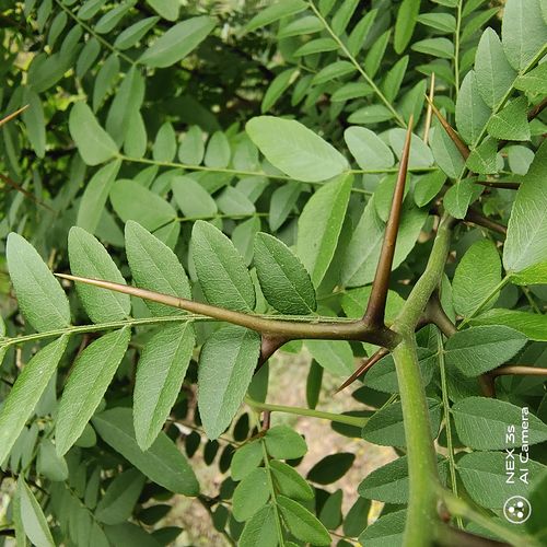 皂角刺和皂角树枝功效一样吗