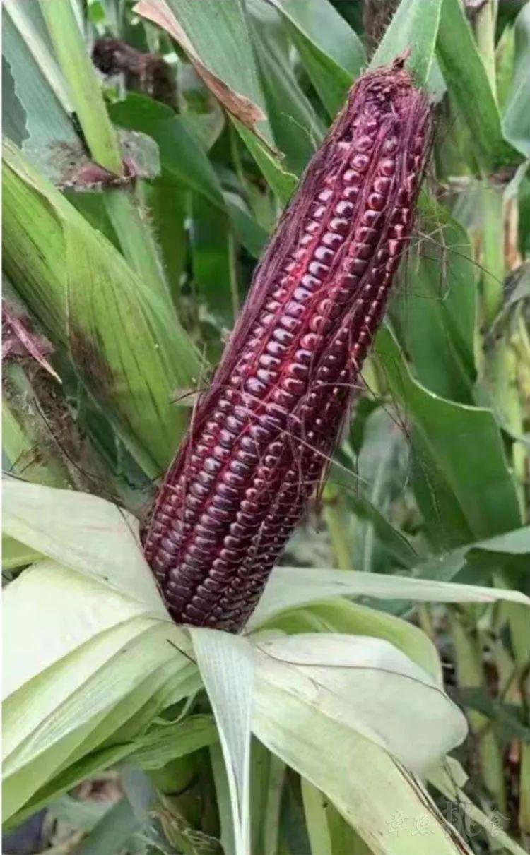 玉米界的"网红"黑玉米,90%的人都没有吃过