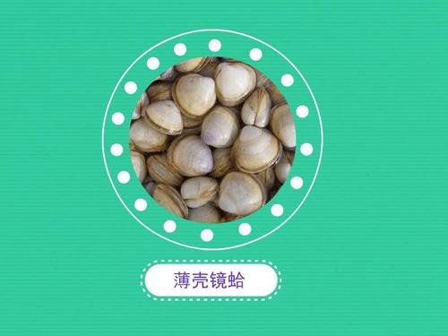 薄壳镜蛤